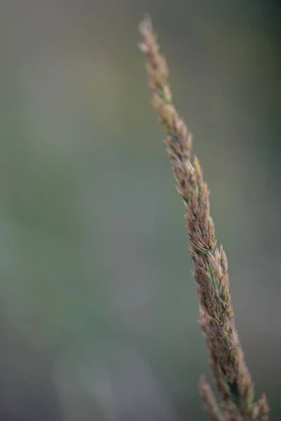 Paja Peluda Larga Solitaria Con Bokeh —  Fotos de Stock