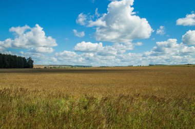 Altın buğdaylı ve mavi gökyüzüyle manzara