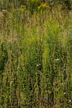 Yeşil yabani otların dokusu
