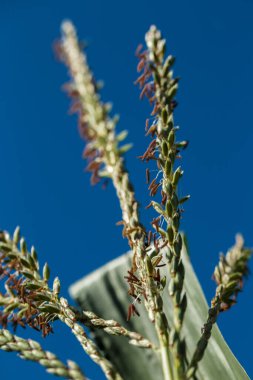 Altın buğday ve mavi gökyüzü. Alt görünüm