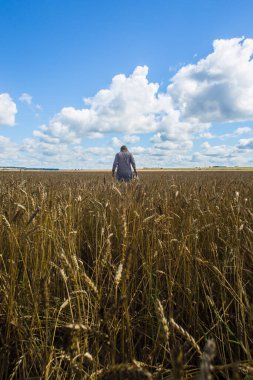 Altın buğdaylı ve mavi gökyüzüyle manzara