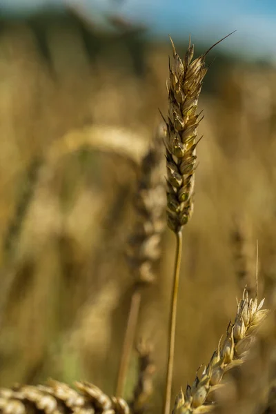 Goldener Weizen Oder Roggen Aus Nächster Nähe — Stockfoto