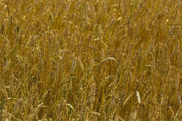 Textura Campo Dorado Trigo —  Fotos de Stock