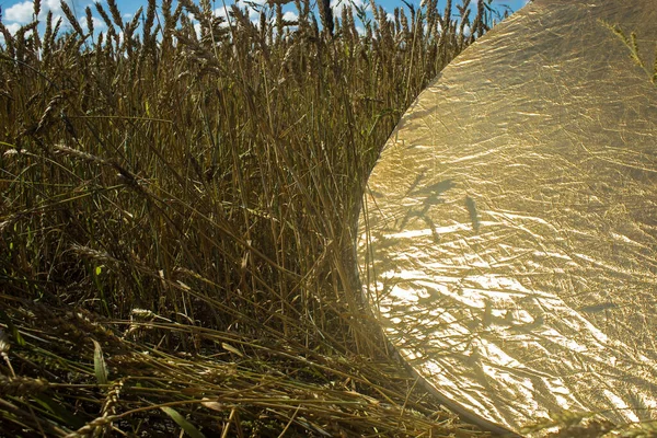 Золотой Отражатель Пшеницы Золота — стоковое фото