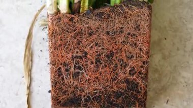 Nakilden sonra toprak küpüne taze bitki kökleri, sağlıklı kök sistemine yakın çekim, bahçıvanlık konsepti, tarım, organik tarım, bitki bakımı, yeniden ekme süreci, köklü bitki yetiştirme. Fabrika yeniden yükleniyor. 