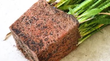 Nakilden sonra toprak küpüne taze bitki kökleri, sağlıklı kök sistemine yakın çekim, bahçıvanlık konsepti, tarım, organik tarım, bitki bakımı, yeniden ekme süreci, köklü bitki yetiştirme. Fabrika yeniden yükleniyor. 