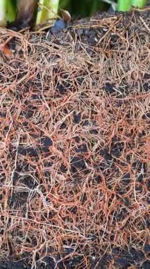 Topraktaki yoğun bitki kökü ağının aşırı yakın çekimi, detaylı doğal şablon, organik tarım, bahçıvanlık, botanik makrosu, tarım, toprak yapısı, sürdürülebilirlik, ekoloji kavramı görüntüleri. Bitki