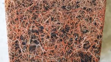 Topraktaki yoğun bitki kökü ağının aşırı yakın çekimi, detaylı doğal şablon, organik tarım, bahçıvanlık, botanik makrosu, tarım, toprak yapısı, sürdürülebilirlik, ekoloji kavramı görüntüleri. Bitki