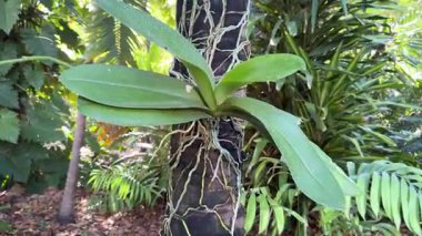 Tropik bahçede yetişen güzel orkide bitkisi, yemyeşil yaprak ve gövdelerin detaylı görüntüsü, egzotik bitki örtüsü, botanik konsept, bahçıvanlık, doğal tropikal bitki stoku görüntüleri. Yüksek