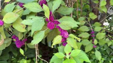 Canlı Amerikan Güzellik çiçeklerine yakın plan, koyu mor yapraklar ve yemyeşil yapraklar, tropikal doğa arka plan, süs bitkisi, bahçe güzelliği, dizayn için egzotik çiçek desenli görüntüler. Yüksek