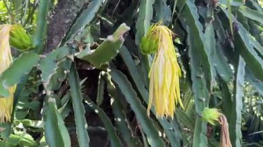 Kaktüs bitkisinin üzerinde açan sarı ejderha meyvesi, eşsiz şekilli egzotik tropikal çiçek, nadir bulunan pitaya çeşitliliği, tarım botaniği, doğal tarım, gıda ve ekoloji stoku videosu.