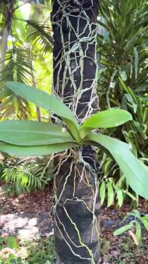 Tropik bahçede yetişen güzel orkide bitkisi, yemyeşil yaprak ve gövdelerin detaylı görüntüsü, egzotik bitki örtüsü, botanik konsept, bahçıvanlık, doğal tropikal bitki stoku görüntüleri. Yüksek