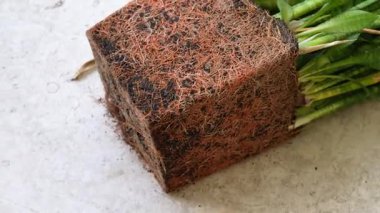 Nakilden sonra toprak küpüne taze bitki kökleri, sağlıklı kök sistemine yakın çekim, bahçıvanlık konsepti, tarım, organik tarım, bitki bakımı, yeniden ekme süreci, kök bağlı bitki. Fabrika yeniden yükleniyor. 