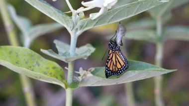 Kanatlarını pompalayan ve kurutan Monarch Kelebeği 'nin zaman atlaması. Güzel kral kelebeği bir yosun yaprağına tünemiş, canlı turuncu ve siyah desenli kanatlarını yavaşça açıyor. 