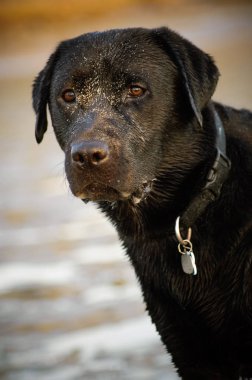Siyah labrador Retriever köpek açık hava portresi
