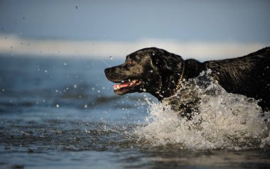 Siyah labrador av köpeği suda yüzüyor.