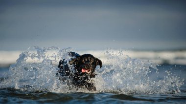Siyah labrador av köpeği suda yüzüyor.