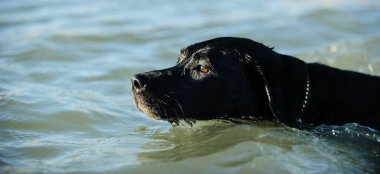 Siyah labrador Retriever köpek açık hava portresi