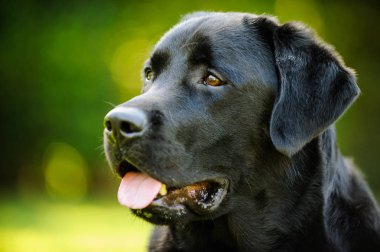 Siyah labrador Retriever köpek açık hava portresi 