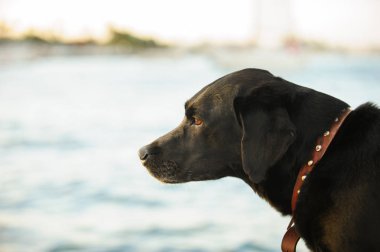 Siyah labrador Retriever köpek açık hava portresi 