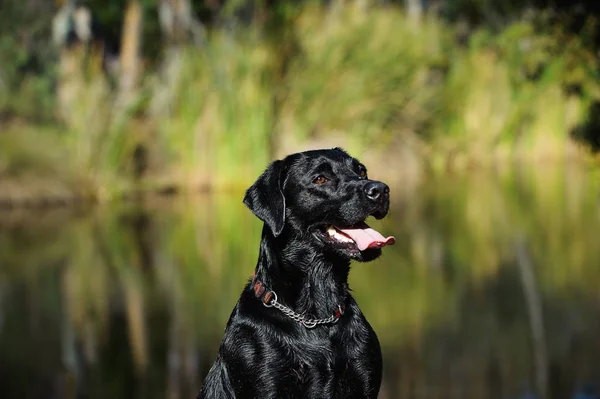 Fekete Labrador Vizsla Kutya Kültéri Álló Természet Pond — Stock Fotó