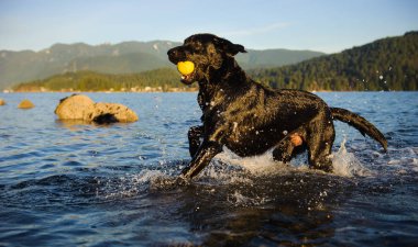 Siyah Labrador Retriever köpek açık portre dağlarla çevrili su topu ile çalışan