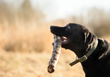 Siyah labrador Retriever köpek açık hava portresi 