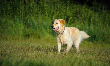 Golden retriever köpek açık portre 
