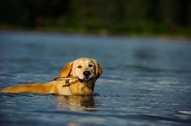 Gölde yüzen dişlerine sopa saplanmış golden retriever köpeği. 