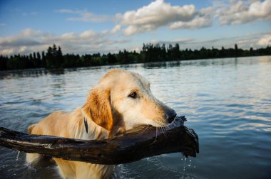 Golden retriever köpek açık portre 