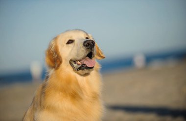 Sahildeki Golden Retriever 'ın portresini yakından çek.