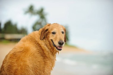 Golden retriever köpek açık portre 