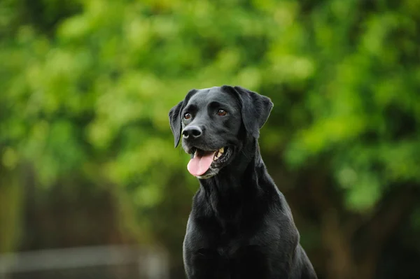 Fekete Labrador Vizsla Kutya Kültéri Álló Ellen Zöld Fák — Stock Fotó