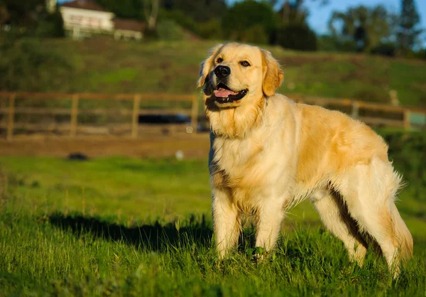 Golden Retriever Pies Plenerowej Stojący Polu Ogrodzenia Drewna — Zdjęcie stockowe