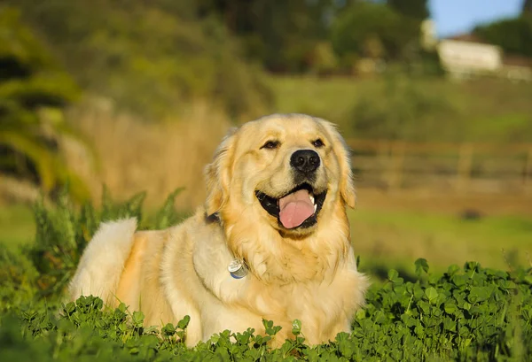 金色猎犬狗户外肖像躺在绿色的田野与木栅栏 — 图库照片