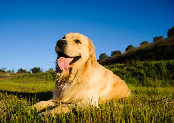 Golden Retriever Cão Livre Retrato Deitado Grama Com Céu Azul — Fotografia de Stock