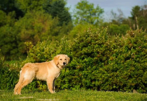 Golden Retriever Κουτάβι Σκυλί Πορτρέτο Στέκεται Στο Πάρκο Την Πρασινάδα — Φωτογραφία Αρχείου