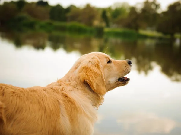 Golden Retriever puppy dog portrait by nature lake