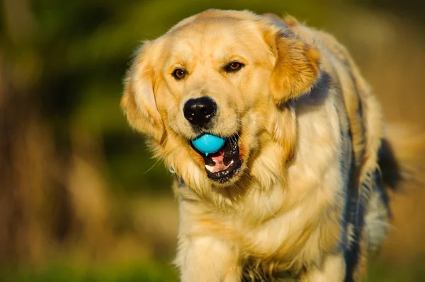 Golden Retriever Dog Outdoor Portrait Running Blue Ball Stock Photo