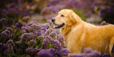 Golden retriever köpek açık portre 