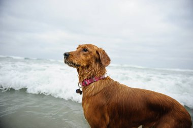 Golden retriever köpek açık portre 