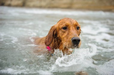 Golden Retriever köpek açık portre suda yüzmek