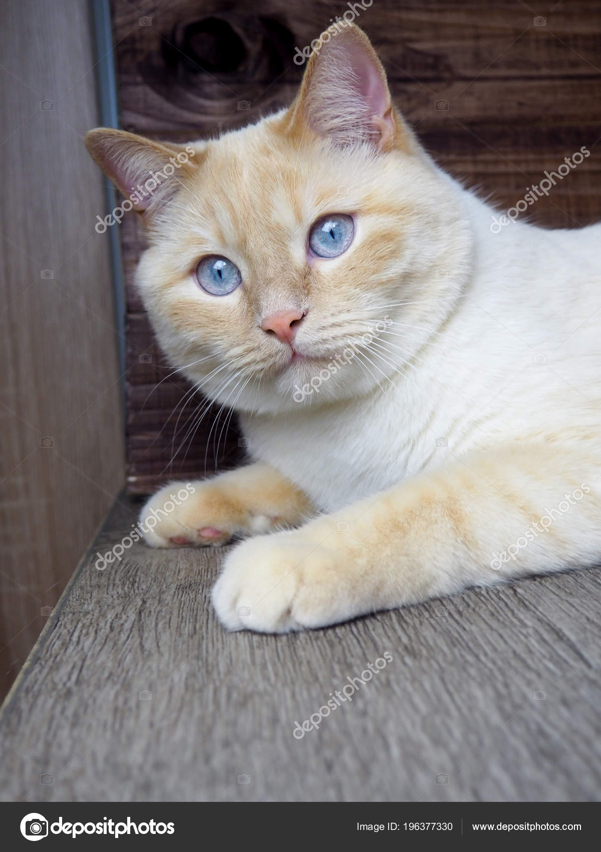 Adult White Cat With Blue Eyes Playing On Wooden Background Paws Muzzle Tail Stock Photo Image By C Byallasaa Adult White Cat With Blue Eyes Playing On Wooden Background Paws Muzzle Tail Stock Photo Image By C Byallasaa