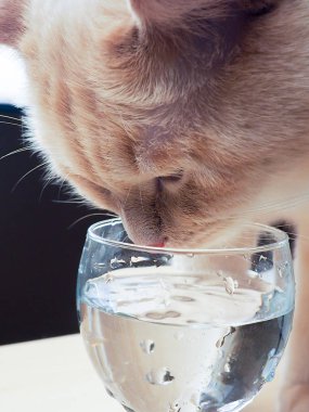 oynarken ahşap arka plan, pençeleri, namlu, kuyruk mavi gözlü yetişkin beyaz kedi