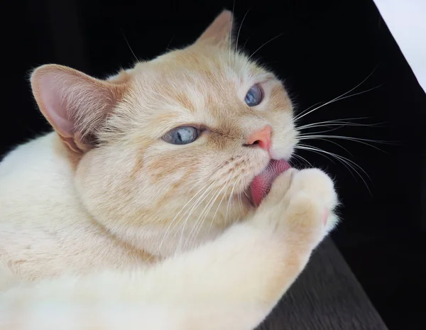 Gatto bianco adulto con gli occhi azzurri che giocano su sfondo di legno, zampe, museruola, coda — Foto Stock