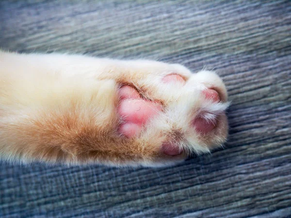 나무 배경, 발, 총구, 꼬리에 파란 눈을 가진 성인 흰 고양이 — 스톡 사진