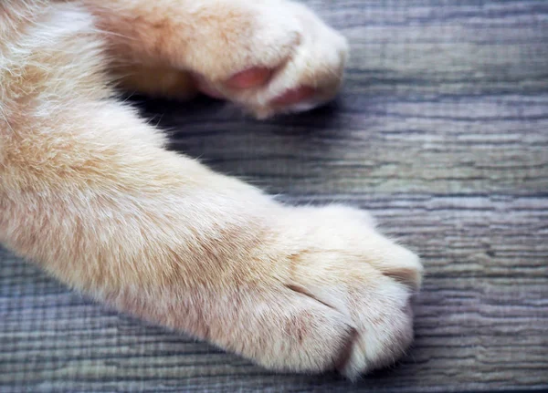 Erwachsene weiße Katze mit blauen Augen, die auf hölzernem Hintergrund spielt, Pfoten, Schnauze, Schwanz — Stockfoto