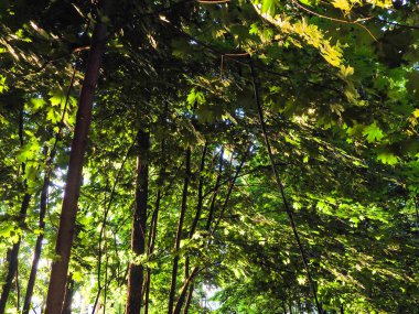 Ağaçların arasından ışık ışınları bir sisli sabahı genel bir ağaçlık alanda Penetran güneş ışığı