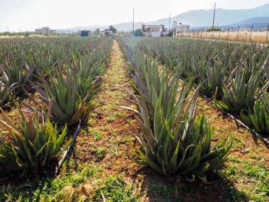 aloe vera saç ekimi, kullanılan ilaç, kozmetik, Cilt Bakımı, sağlıklı bitki tarımı dekorasyon.