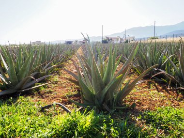 aloe vera saç ekimi, kullanılan ilaç, kozmetik, Cilt Bakımı, sağlıklı bitki tarımı dekorasyon.